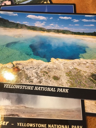 Yellowstone National Park Lot of 6 Postcards Montana Wyoming Bison Elk