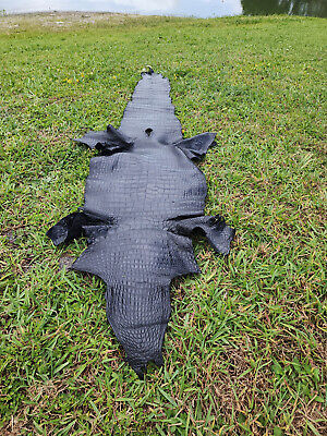 Wild American Black Alligator Hide 7.2 Feet long 17.5 wide   Ships only in USA