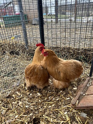 6 Buff Bantam Cochin Fertile Chicken Hatching Eggs