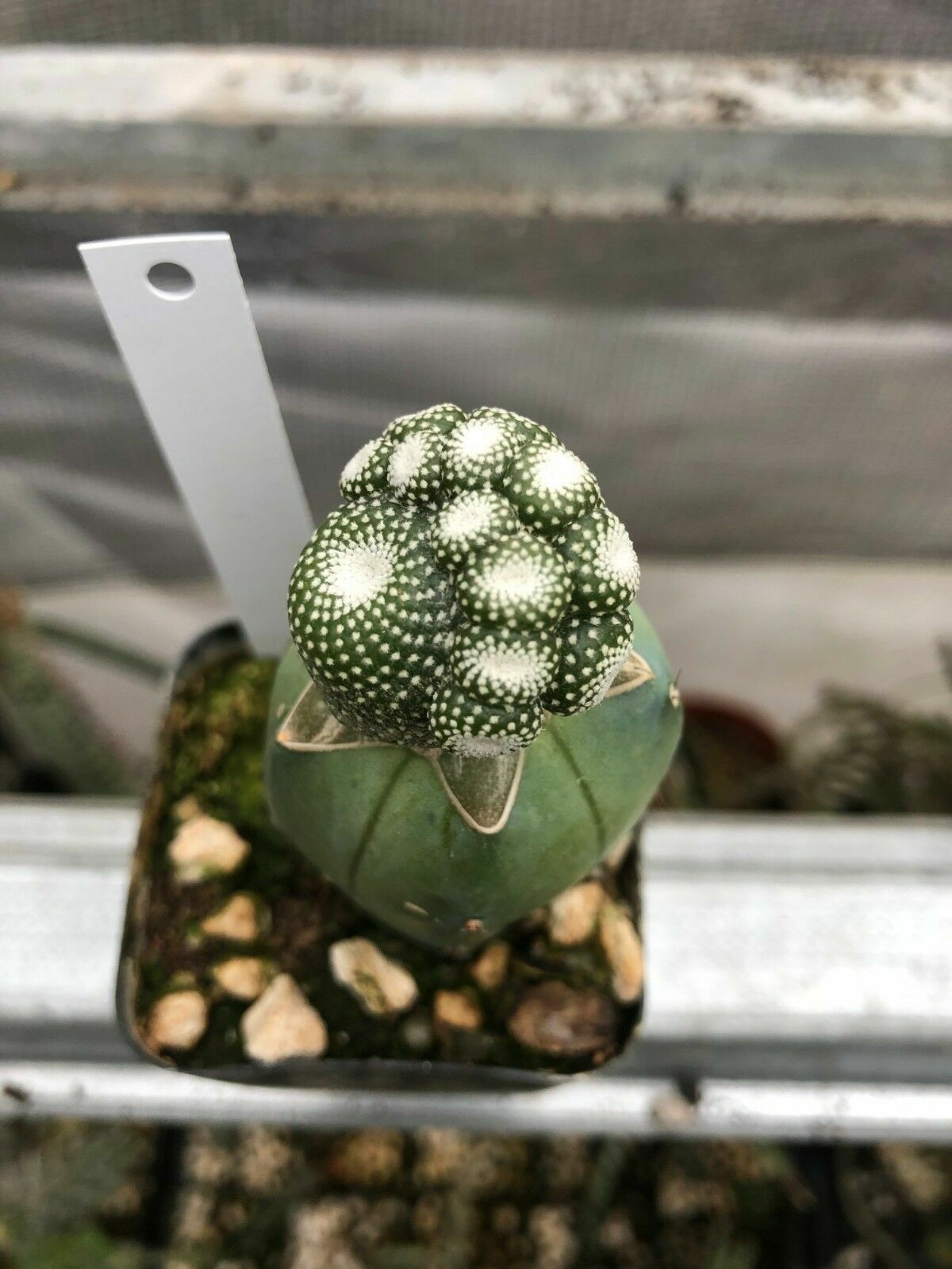 Blossfeldia liliputana