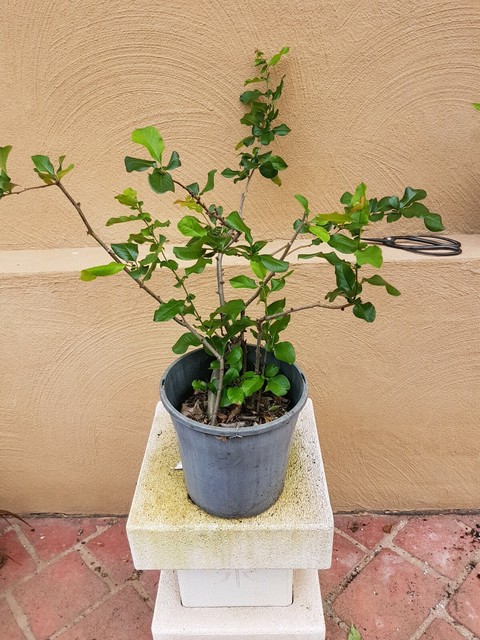 Chinese flowering quince plants | Plants | Gumtree ...