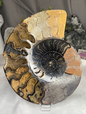 Am 5 - ammonite half