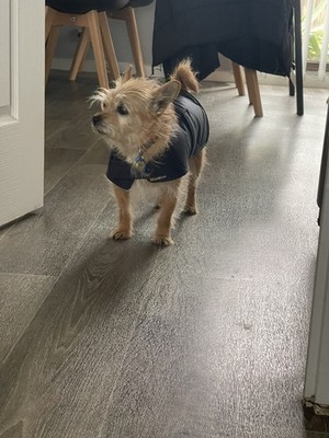 Artikelfoto(s) von einem verifizierten Käufer