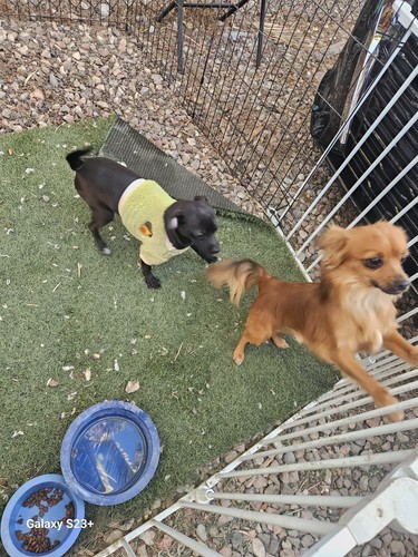 Artikelfoto(s) von einem verifizierten Käufer