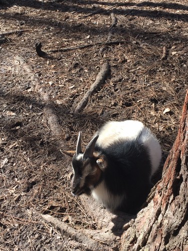 Nigerian Dwarf Goats. Two 8 Month Old Males.
