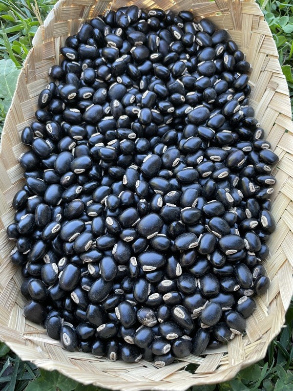 30 Seeds Black Organic Mucuna Beans Mucuna  Pruriens For