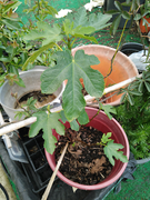 Fig Tree plant for Sale! Sunshine Brimbank Area Preview