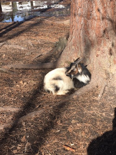 Nigerian Dwarf Goats. Two 8 Month Old Males.