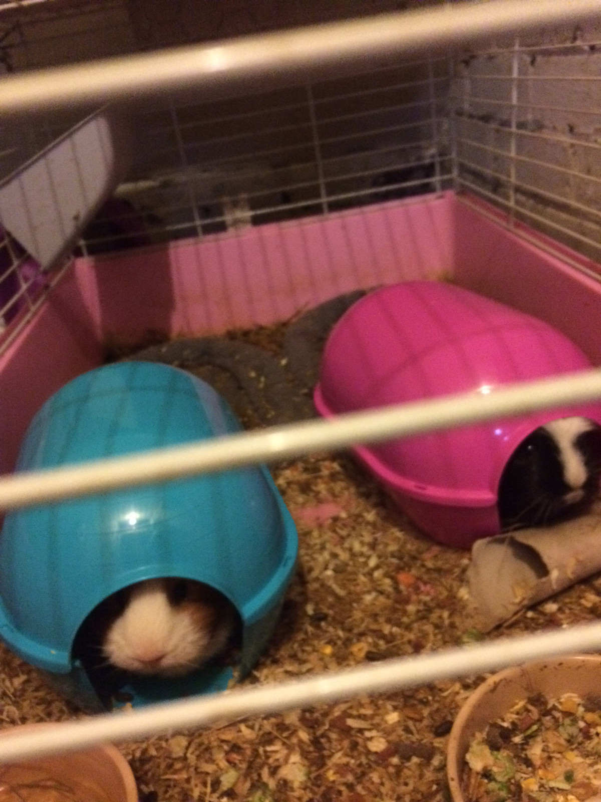 RABBIT GUINEA PIG IGLOO A Great Home For Rabbits, Rats Ferrets Guinea