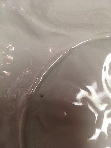 Set of Four 4 Williams Sonoma White Blac de Chine Majolica Artichoke Plates