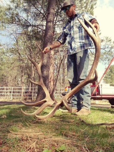 REAL Brown Elk Antler Sheds Set Pair Deer Moose TAXIDERMY Mount Log Cabin Decor