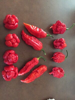 6 FRESH PICKED Super Hot Mix, 2 Red Carolina Reaper, 2 Ghost, and 2 Moruga
