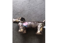 kid connection sequin dog