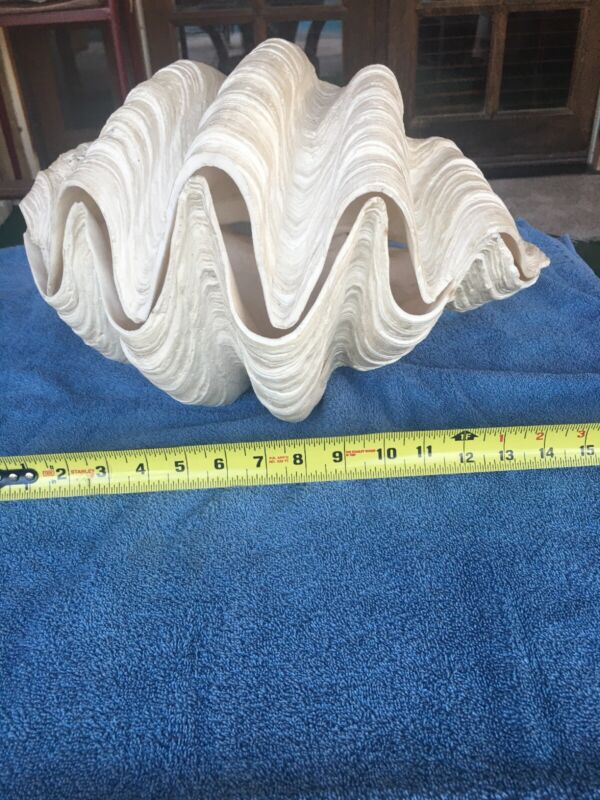 Ocean Giant Clam 13 By 10 , Approximately 30lbs