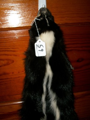 BEAUTIFUL tanned SKUNK 4 FEET CLAWS FUR PELT TAXIDERMY mount NO SMELL S9 cabin