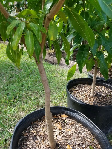 5' Foot Tall Mango Tropical Tree 3 years old Grafted 25 gallons