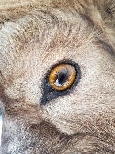 Big horn sheep mount