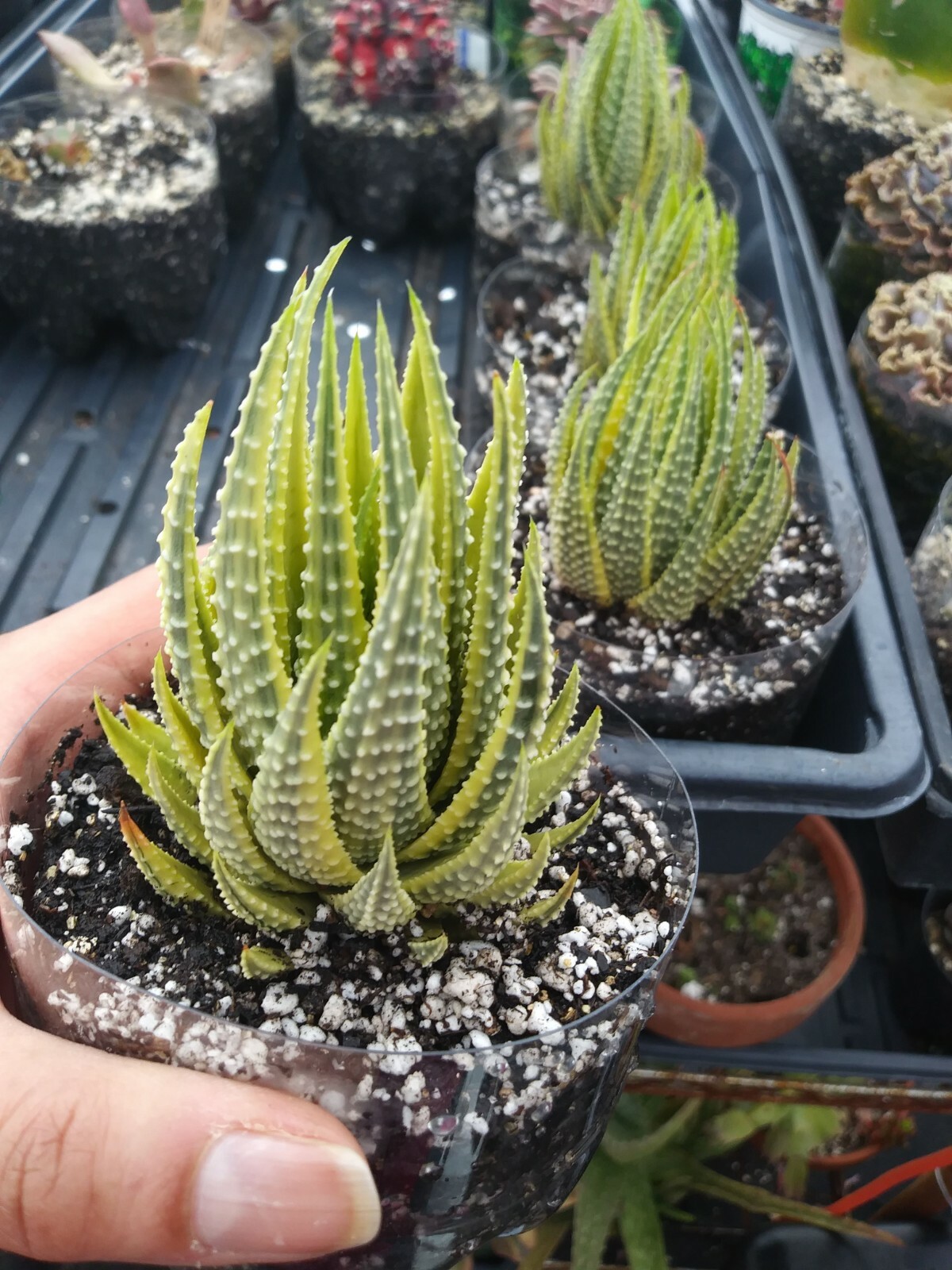 Haworthia Pumila Aura - The reverse variegation!!
