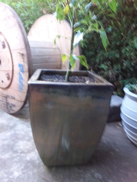 Glazed green concrete rectangular pot with Native plant. | Pots