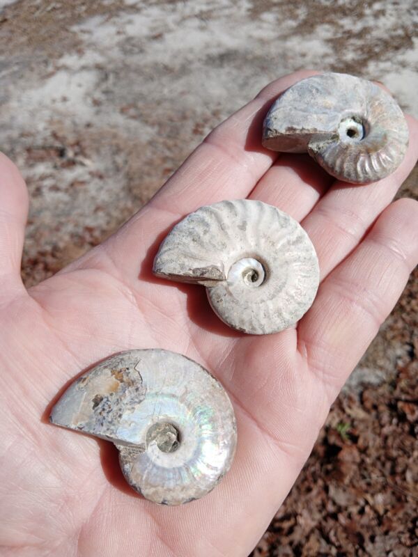 Lot of 3 fossil iridescent ammonites! Beautiful flashing colors!