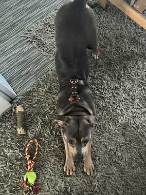 Fotos del artículo de un comprador verificado