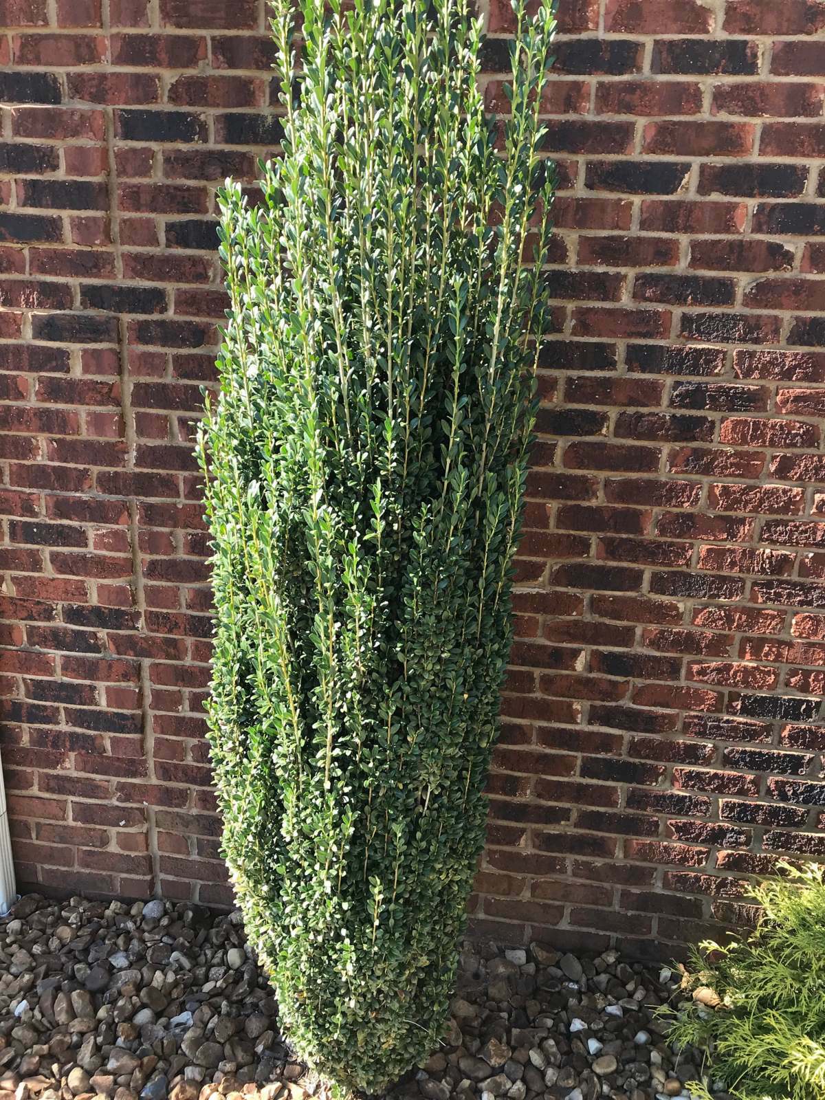 Sky Pencil Japanese Holly Shrub/Tree/Hedge - 12-24" Tall Live Plant - Quart Pot
