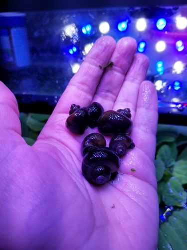 Rainbow Pack Of 8 Mystery Snails