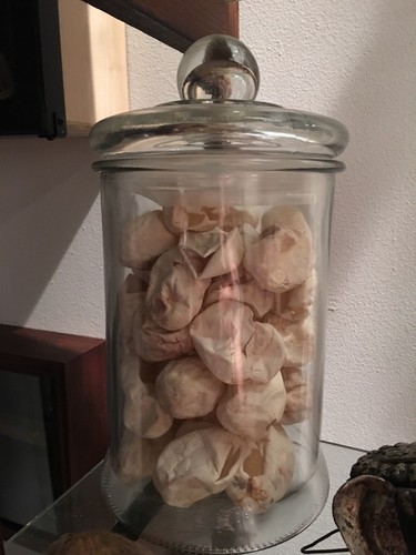 Large Jar Of Empty Snake Eggs