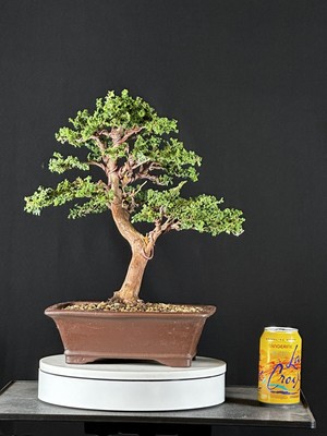 Hinoki Cypress Var. Sekka  Bonsai