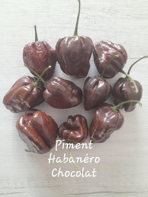 20 Graines Piment Habanero Chocolat/20 Seeds Habanero  Chocolat  Pepper