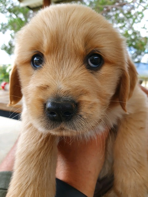 Golden Retriever Puppies Dogs Puppies Gumtree Australia Bathurst City Glanmire 1265846334
