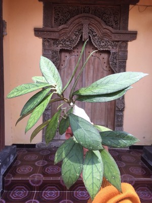 Hoya SP Tanggamus Wax Plant House Plant Free Phytosanitary Certificate