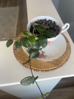 Hoya Mathilde Splash, Hoya Mathilde EXACT PLANT