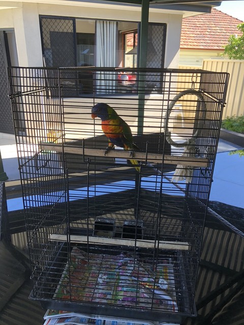 lorikeet cage