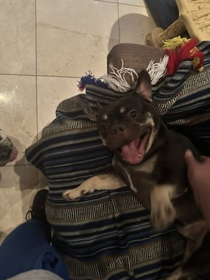 Fotos del artículo de un comprador verificado