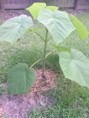 *SALE* 10 MEDIUM SIZE PAULOWNIA ROYAL EMPRESS ROOT CLUMP  -PURPLE FLOWERS