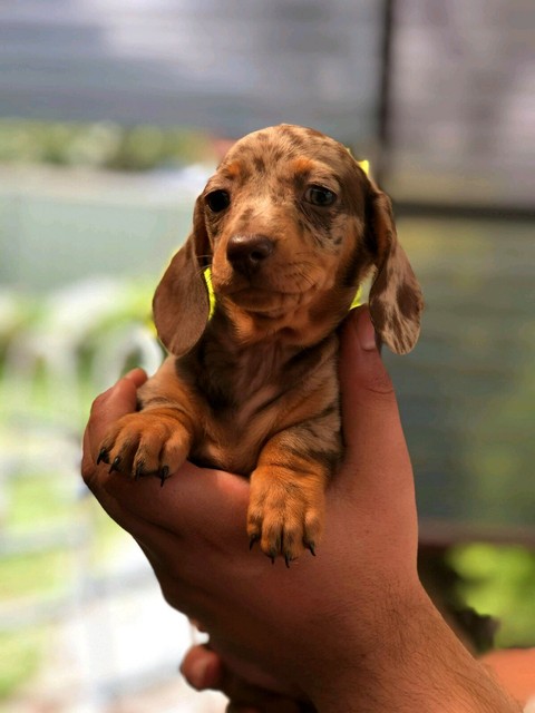 4 Miniature Dachshund Puppies for sale | Dogs & Puppies ...