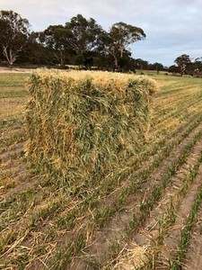 Small square hay bales | Pet Products | Gumtree Australia Pingelly Area