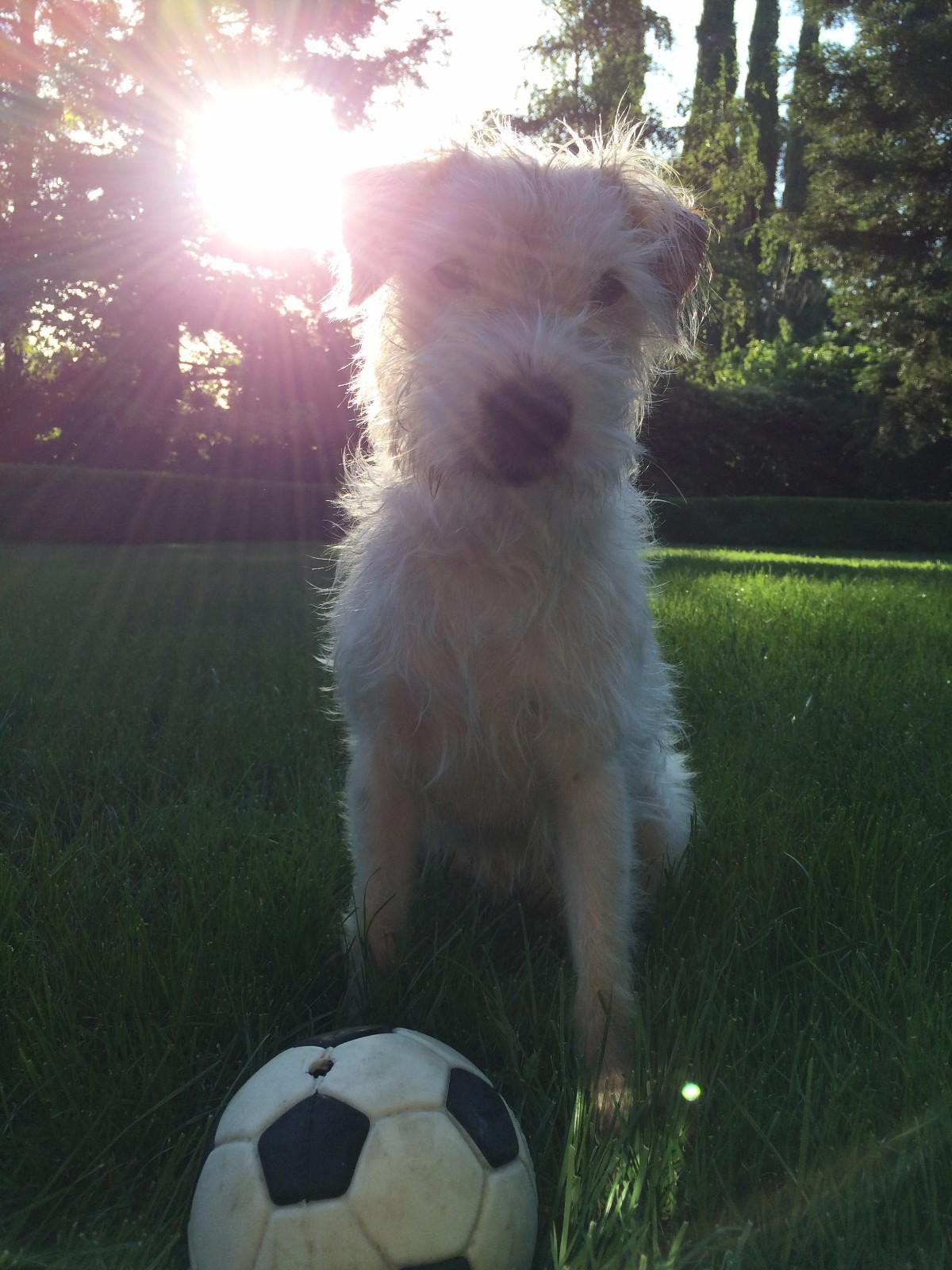 VINTAGE FABRIC CHRISTMAS HOLIDAY 6 STUFFED ELVES PIXIE ELF BOY GIRL ORNAMENTS 7