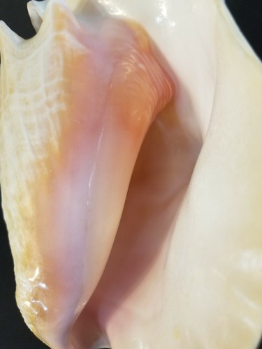 Vintage Large Pink Conch Shell Great For Display Or Use In An Aquarium