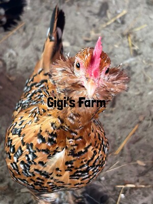 6 ))d'Uccle Hatching Eggs Silver,golden Neck,and Millie Fluer Chance For Frizzle