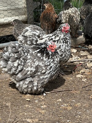12+ Exhibition Quality Bantam Cochin Hatching Eggs ￼