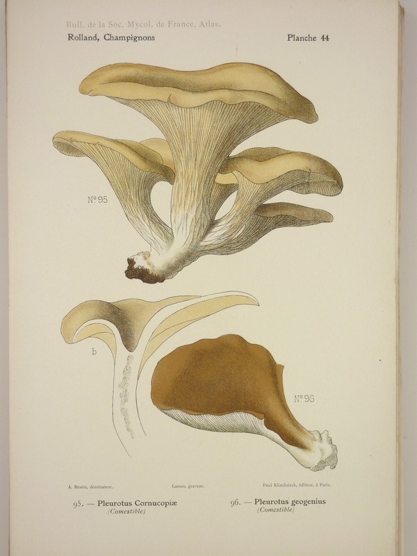 Lithographie Originale Mycologie  Pleurotus Cornucopiae Geogenius
