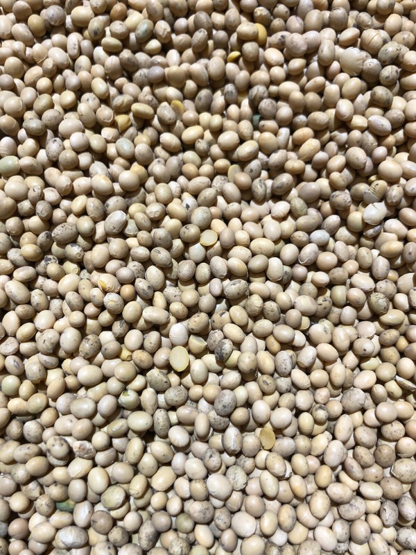 20 Kg Sojabohnen Sojamilch Tofu Soja  Top Gerreinigt Ungespritzt Und UngedÃ¼Ngt