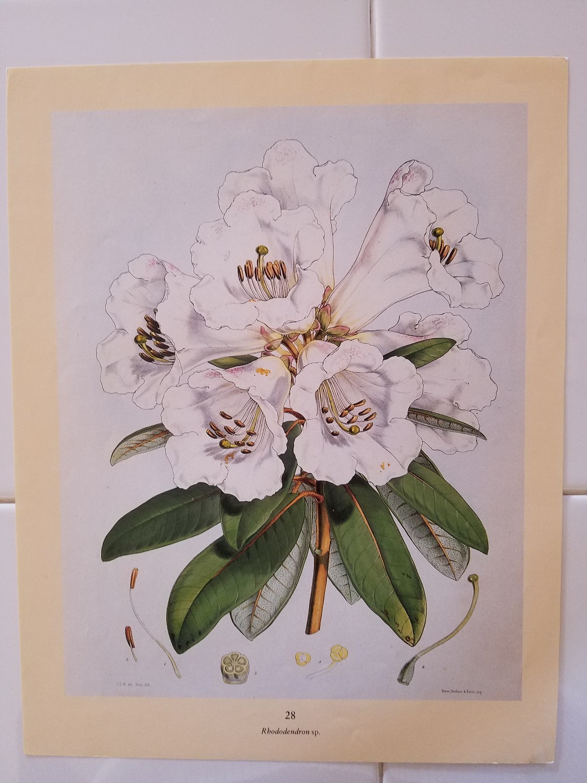 Vintage lot of 4 Double sided Botanical Prints, Flowers, Plants, Home Decor