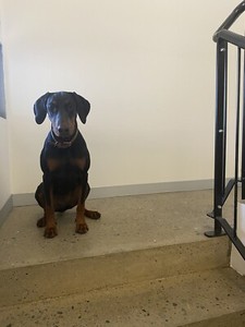 doberman fremantle