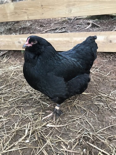 Olive Egger Fertile Eggs 12+