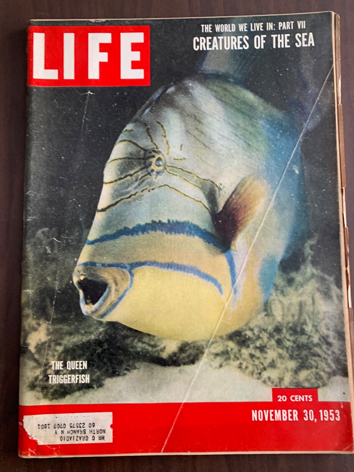 Life Magazine Trigger Fish