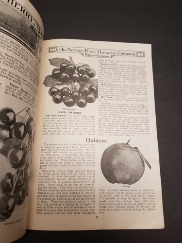 1918 Barnes Brothers Nursery Catalog Yalesville Connecticut - Illustrated