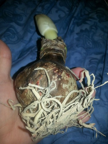 Fresh STRIPPED Amaryllis bulb Red 22/24cm Great GIFTS FOR EVERYONE